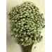 STAR FLOWERS MInt 12" (BULK)-